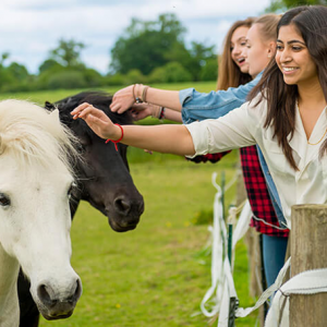 Horses