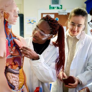 students studying anatomy