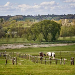 2 horses in a field with the vast countryside in the background