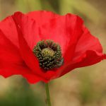 Red poppy