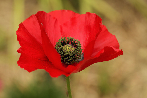 Red poppy